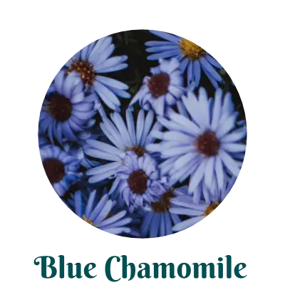 Blue Chamomile