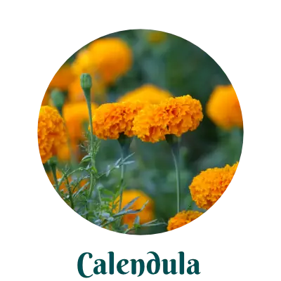 Calendula