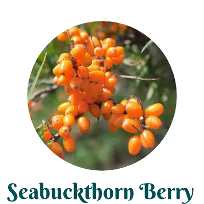 Seabuckthorn Berry herb for skincare