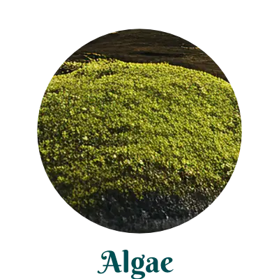 Algae