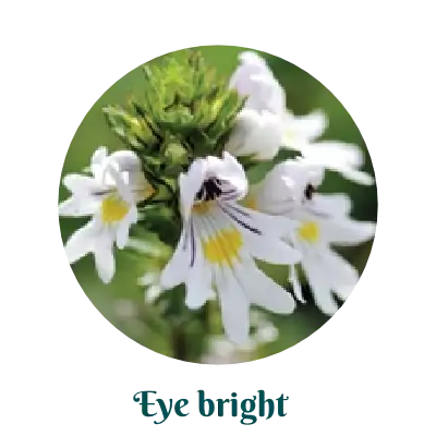 Eye bright herb for skincare