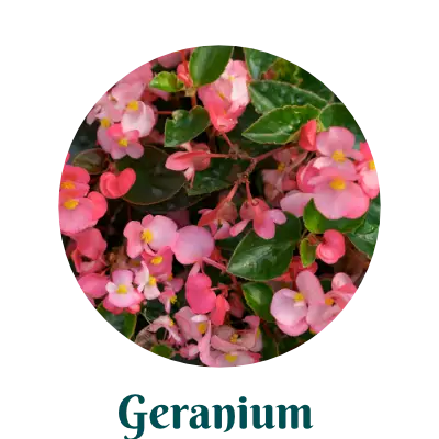 Geranium