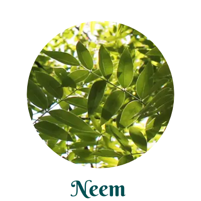 Neem herb for skincare