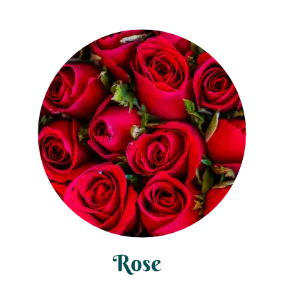 Rose herb for skincare