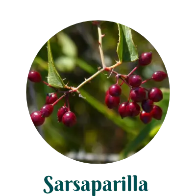 Sarsaparilla herb for skincare