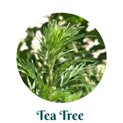 Tea Tree herb for skincare