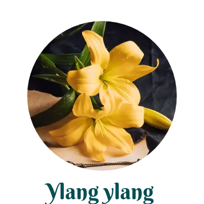  Ylang ylang for skincare