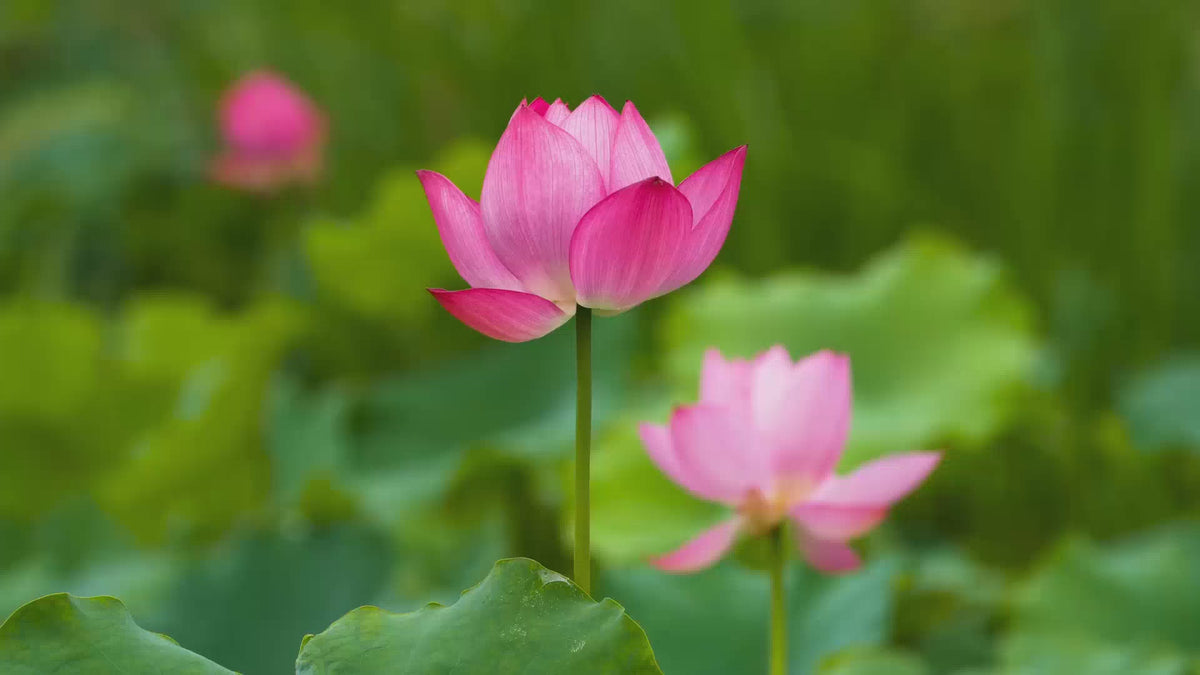 Shankara Naturals Canada lotus 
